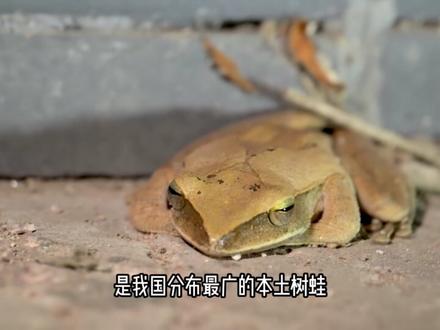 中国本土最常见的10种青蛙 #科普 #青蛙 #神奇动物 #动物世界 #动物的迷惑行为