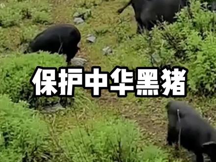 本土黑猪越来越难见?黑猪和白猪到底什么区别?你更喜欢吃哪个?#黑猪肉 #三农 #涨知识