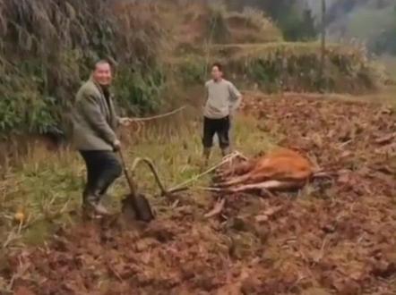 事实证明,没有耕坏的田,只有累死的牛。#农民 #耕田犁田