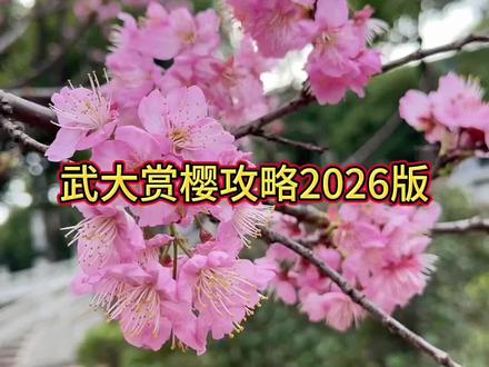 可以武汉大学赏樱2026保姆及攻略来了#武汉大学 #武汉大学赏樱攻略 #樱花开了 #赏樱攻略@抖音广告助手 @抖音创作小助手 @抖音创作灵感