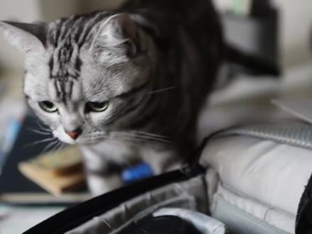 为什么猫有时候装不认识你? 猫到底能不能认出主人?🐱 科学答案:能!
为什么有时候装不认识你?
😼 性格高冷
😼 正在忙
😼 在生气(冷暴力)
#小猫 #新手养猫 #宠物科普 #我和猫