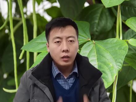 高效氯氟氰菊酯农民都知道,但是用不对方法,等于白用药 #农业技术 #三农