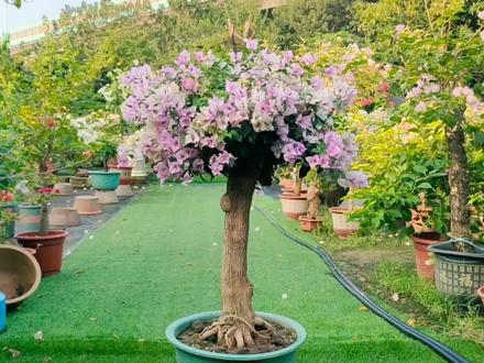 难得遇到心仪嫁接的雪紫老桩,换个大口唇石湾盆如何?