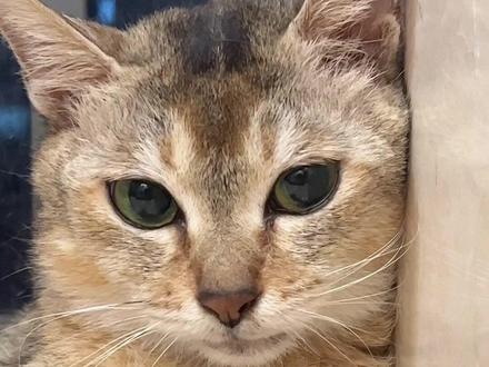 难道眉姐姐是又想生孩子了?(今天不直播)#猫咪的迷惑行为