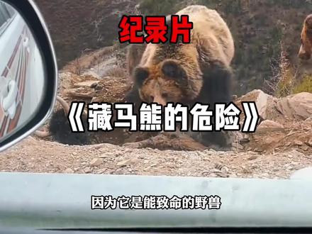 藏马熊不是网红“萌兽” 而是能致命的“野兽”保护它敬畏它远离它!#藏马熊 #西藏 #安全 #熊出没
