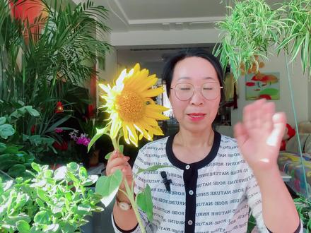 送向日葵的寓意是什么意思 #养花小知识