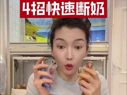 鹦鹉断奶的完整方法,断奶的时候切记不要突然断掉奶粉。不然你的鹦鹉会变得很瘦很瘦,会营养不良。