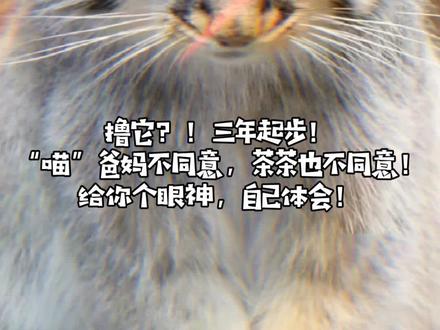 #dou是新一代 万物皆可“撸”?“牢底坐穿兽”可千万别撸哦😂#野生动物 #兔狲 #茶茶野保法宣#法律