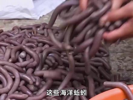 <第1/3集>沙虫的秘密,养殖过程大开眼界