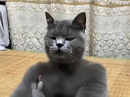 都市传说之拔罐猫