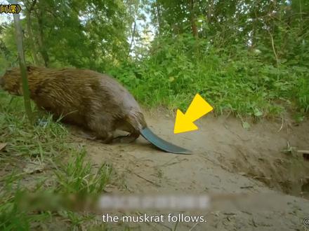 河狸的3个冷知识,尾巴如鞭,每天的工作就是砍树,动物纪录片 #爱护大自然保护野生动物 #万物皆有灵性