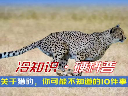 冷知识,硬科普:关于猎豹,你可能不知道的10大冷知识