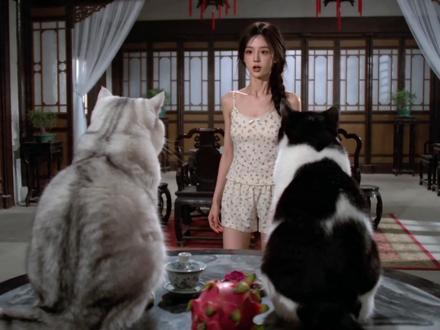 请问到底是谁偷吃的火龙果 #猫咪 #萌宠 #搞笑 #美少女