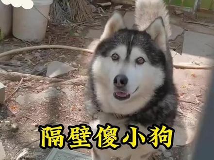 我的不舍是最后的道别#离别 #阿拉斯加 #