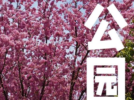 锦溪公园看樱花,火的也是莫名其妙了 #带你看樱花 #苏州 #打卡 #锦溪公园 #樱花季