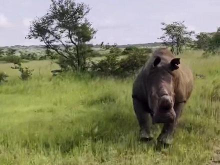 陆地坦克犀牛 #犀牛#动物科普#大象