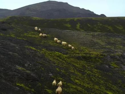 钓鱼岛上发现的数百只山羊是哪里来的?靠什么在岛上存活?