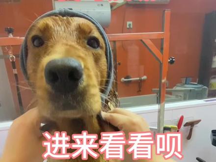 无敌大金毛。超级无敌乖的豆浆来洗澡啦#金毛#金毛大暖男#金毛洗澡#金毛乖不乖#金毛趣事