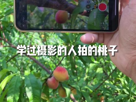 「记忆中的夏天 •熟悉的田野果园 .随风而动的玉米叶」#手机摄影 #治愈系风景 #农村生活