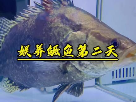 #鳜鱼 目标把这条鳜鱼养到10斤#养鱼日记