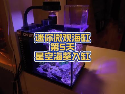 迷你微观海缸第五天,星空海葵入缸 #海缸 #海葵 #海缸日记