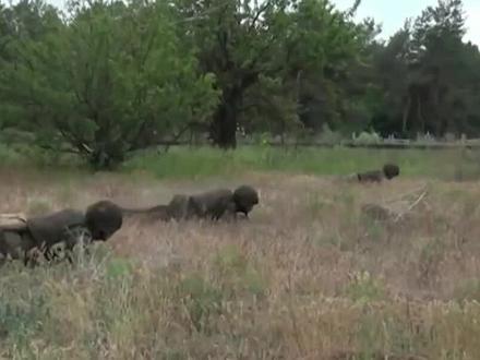 武契奇警告:欧盟一些国家正与俄“开战”,顿巴斯局势很关键