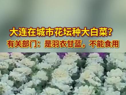 大连在城市花坛种大白菜?有关部门:是羽衣甘蓝,不能食用