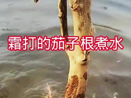 #生活小妙招 #大自然的馈赠
霜打的茄子根煮水的妙用