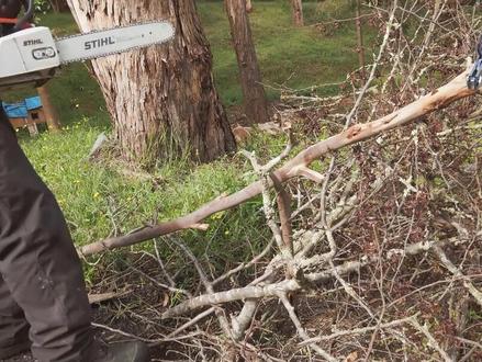 伐木安全油锯链条砍树#油锯 #伐木 #油锯链条