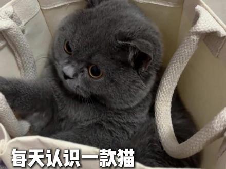 古罗马的蓝猫 #记录猫咪日常 #萌宠出道计划 #蓝猫