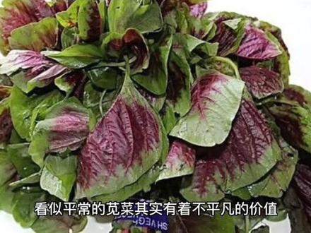 苋菜又名青香苋、 红苋菜、红菜、米苋等。苋菜在我们的餐桌上并不陌生,它被称为“长寿菜”,是一种营养价值极高的蔬菜,特别是含有较多的铁、钙等矿物质,同时含有较多的胡萝卜素和维生素C,是夏季餐桌上不可缺少的美食。#养生 #营养 #健康 #滋补养生食材 @抖音小助手