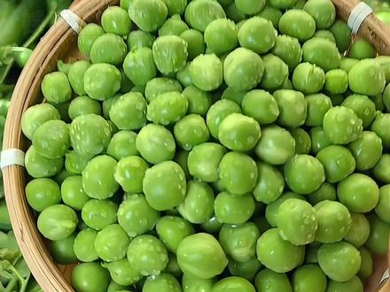 豌豆是世界上最善良的植物了吧! #吃货 #豌豆