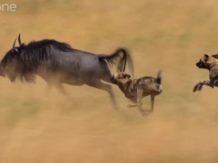 副主任野狗追死自助餐角马!#动物世界 #神奇动物在抖音 #角马 #野狗