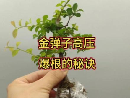 金弹子高压繁殖。高压的细节可以参考去年5月29号的作品。#金弹子#金弹子盆景#金弹子高压