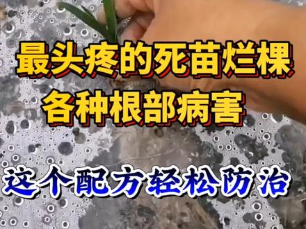 大蒜烂根根腐病,最头疼的死苗烂棵,各种根部病害,这个配方轻松防治#新农人计划2023 #大蒜种植 #大蒜种植技术 #抖音助农 #种大蒜