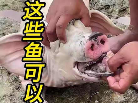 这种鱼可以吃吗 这些鱼一定不要吃,千万不敢吃#鱼 #日常vlog #科普 #知识分享 #动物