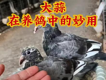 #养鸽人#养鸽技术#养鸽小妙招#养鸽小技巧
