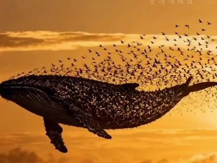 北冥有鱼,其名为鲲具象化了#鲲鹏 #东营 #大雁南飞 #海鸟和鱼相爱#