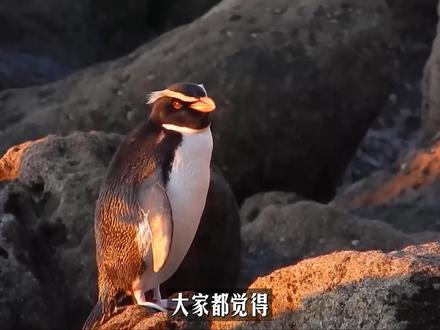 你是不是以为企鹅的翅膀退化了,也许我们一开始就错了……这正是它最大的进化!#企鹅 #趋异进化 #抖出知识点 #进化