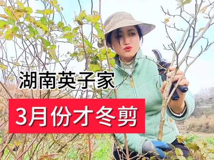 3月再不剪!四月后悔迟。农村大姐3份修剪藤本月季5月花满墙