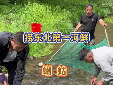 东北第一河鲜(蝲蛄)今天哥几个捞点尝尝鲜,果然名不虚传!,鲜的很!#小溪捕捞 #蝲蛄 #河鲜#原生态原滋味 #抖音商城