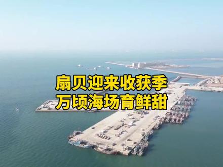 近日,山东烟台。每年11月开始到12月底是烟台扇贝的收获期,也是最鲜美的时候。这几天,龙口市一万多公顷养殖水域的扇贝陆续开始采收,今年扇贝个体大,价格好,养殖户迎来了丰收年。#海鲜