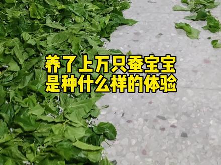 摘摘摘到厌倦(重发版)#蚕宝宝成长记 #养蚕人