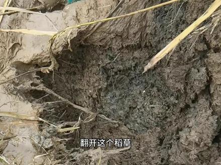 一个洞挖出好几条黄鳝,就问这个事情有谁见过?主要是纯野生的很罕见吧!#户外抓鳝 #我的乡村生活 #真实户外 #野生黄鳝 #钓黄鳝