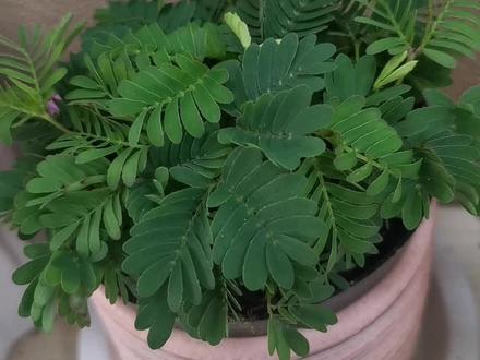 40倍还原含羞草的张开过程。
#含羞草害羞了