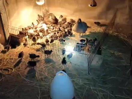 阉鸡带小鸡仔,比母鸡负责多了