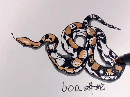 #简笔画 #想画就画 关注我一起学简笔画外加英语吧#随手画 蟒蛇boa,又学画画又会了英语是不是很有趣
