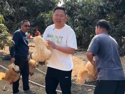 过两天我就要回清远了,在娘家照顾他们三年,每年都帮他们买好年货再回清远,今天和大舅哥二舅哥去捉鸡回来给他们过年吃,大舅哥一天到晚都担心没有过年,天天说要捉鸡所以今天跟他们去捉了八个鸡回来让他放心过年,明天再去帮他们去买好炮那些东西,带大舅哥剪好头发安排好就回清远#记录真实生活 #妹夫与大舅哥日常生活#捉鸡过年了@农村三妹好物(双胎孕晚期)