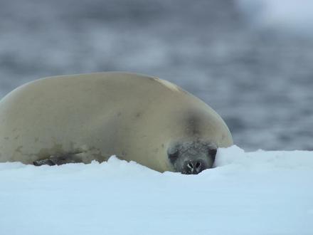 数个小时的生死博弈,面对虎鲸的围追堵截海豹要如何逃生? #虎鲸 #动物世界