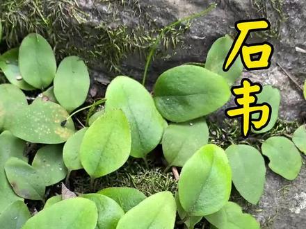 古代皮革被称作韦,它又长在石头上,我们叫它石韦。#石韦 #大自然的馈赠 #植物科普 #三农 #新农人计划2023 #嵩医